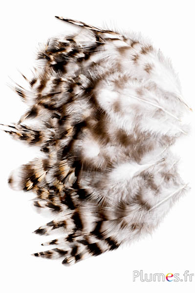 Hahn Chinchilla - 5-8 cm - natur